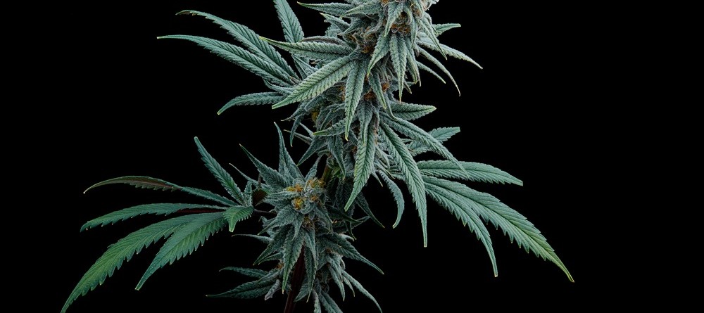 respect,-integrity-&-harmony