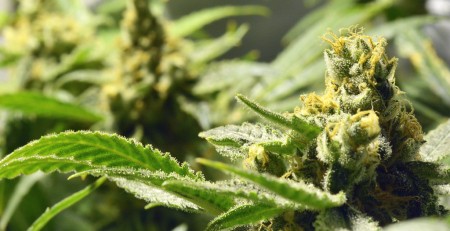 tips-on-how-to-buy-weed-online-safely-and-legally-in-canada