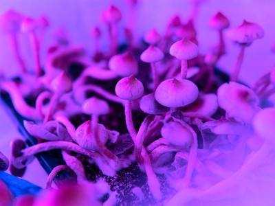 wellbeing-effects-of-psilocybin-vary-by-race,-study-finds