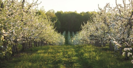 big-apple:-apple-farmers-make-splash-in-new-york-cannabis-market