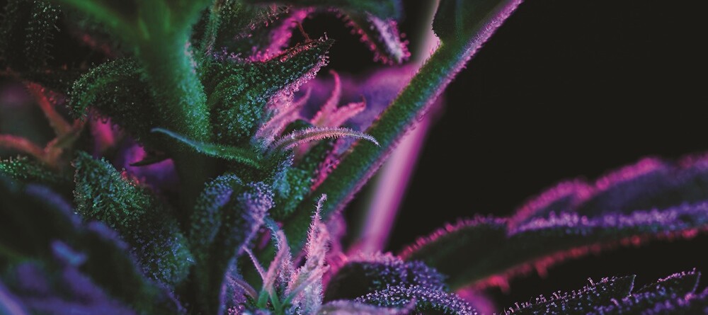 does-the-cannabis-industry-have-a-potency-problem?