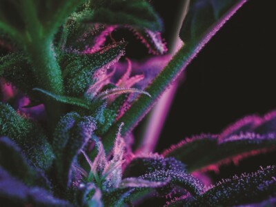does-the-cannabis-industry-have-a-potency-problem?