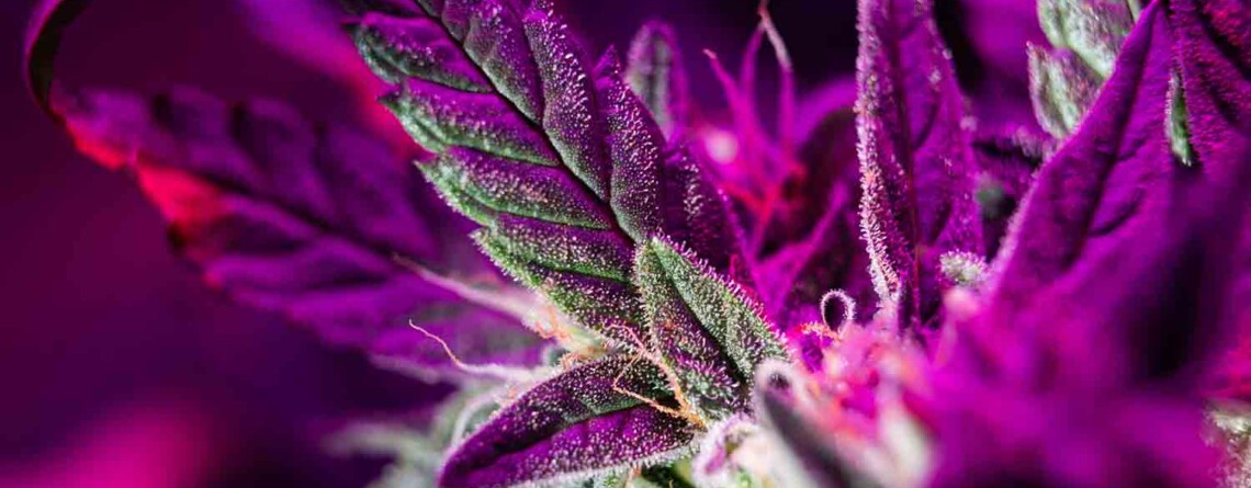 new-cannabinoid-discovered-during-search-for-anti-cancer-compounds