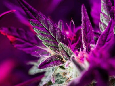 new-cannabinoid-discovered-during-search-for-anti-cancer-compounds