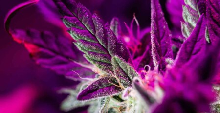 new-cannabinoid-discovered-during-search-for-anti-cancer-compounds
