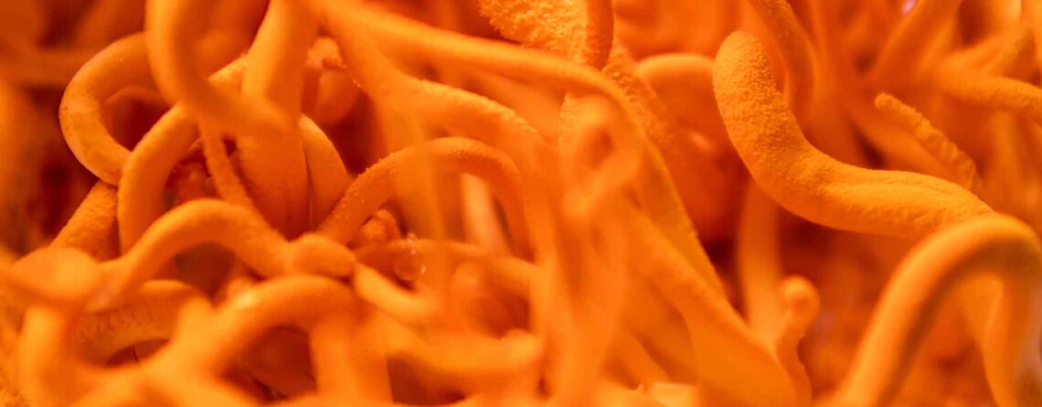 functional-mushrooms:-what-are-they-and-how-do-they-work?