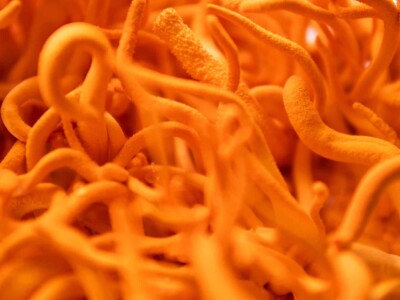 functional-mushrooms:-what-are-they-and-how-do-they-work?