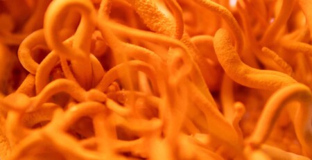 functional-mushrooms:-what-are-they-and-how-do-they-work?