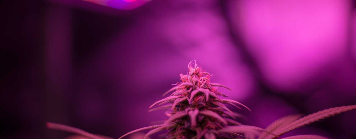 czechia-set-to-legalise-home-cannabis-cultivation-and-psilocybin-treatment-in-2026