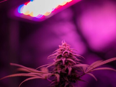 czechia-set-to-legalise-home-cannabis-cultivation-and-psilocybin-treatment-in-2026