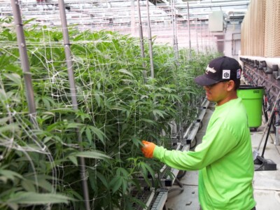 green-horizons:-cash-flow-positive-within-first-year