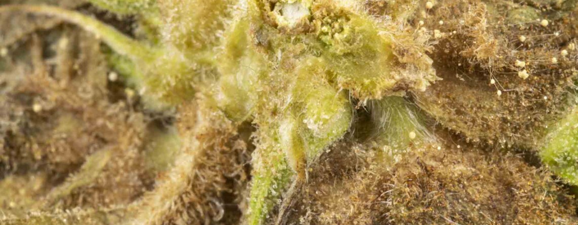 cannabis-mould-–-what-is-it,-and-how-do-you-spot-it?