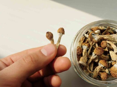 new-zealand-approves-use-of-psilocybin-as-depression-treatment