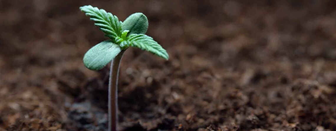 7-ways-cannabis-legalisation-has-improved-society-across-the-world