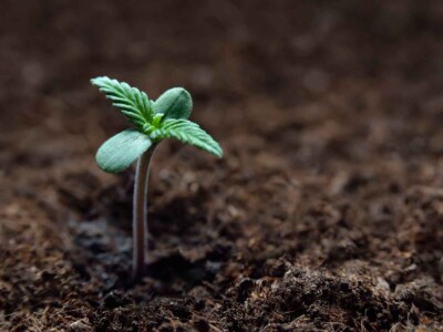 7-ways-cannabis-legalisation-has-improved-society-across-the-world