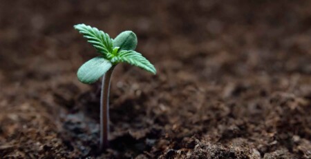 7-ways-cannabis-legalisation-has-improved-society-across-the-world