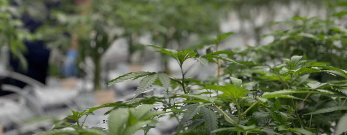 uk-medical-cannabis-market-predicted-to-be-worth-over-half-a-billion-pounds-by-2029 