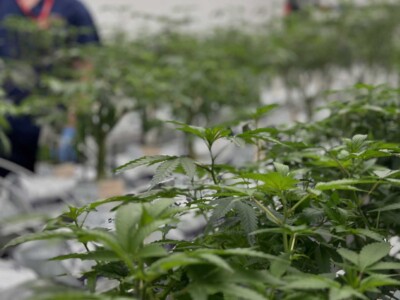 uk-medical-cannabis-market-predicted-to-be-worth-over-half-a-billion-pounds-by-2029 