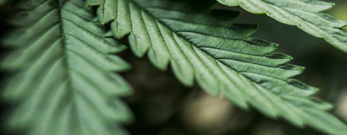 cannabis-leaves-found-to-contain-rare-compounds-with-potential-medical-benefits