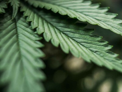cannabis-leaves-found-to-contain-rare-compounds-with-potential-medical-benefits
