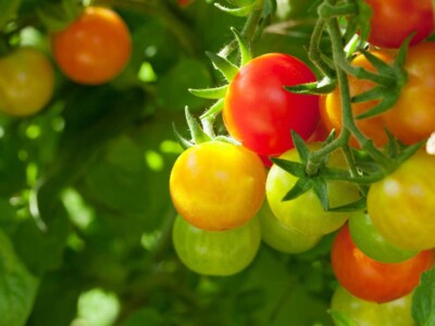 cannabis-cultivation-inspires-people-to-grow-tomatoes-and-other-crops-at-home 