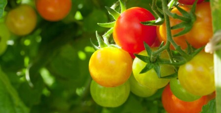 cannabis-cultivation-inspires-people-to-grow-tomatoes-and-other-crops-at-home 