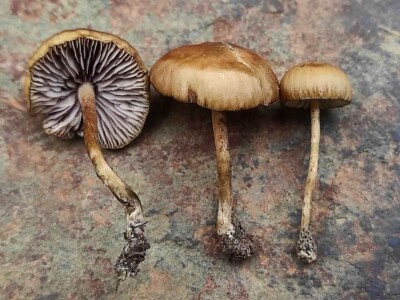 magical-mushroom-discoveries:-new-psilocybe-species-emerge-in-southern-africa