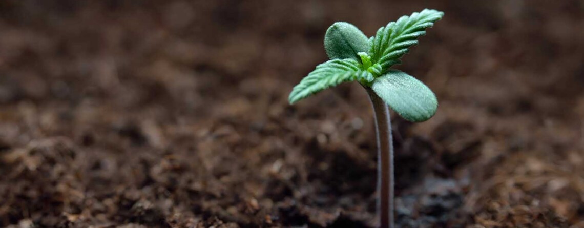 soil-quality-significantly-impacts-levels-of-cannabinoids-and-terpenes-in-the-cannabis-plant