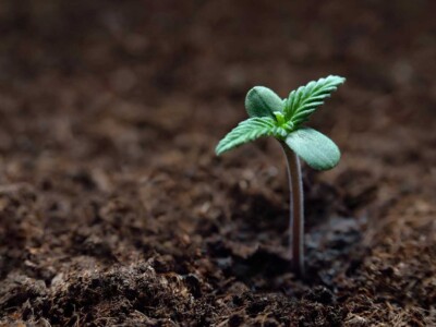 soil-quality-significantly-impacts-levels-of-cannabinoids-and-terpenes-in-the-cannabis-plant