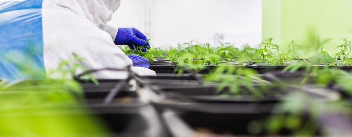 the-french-hemp-revolution:-inside-jungle-grower,-france’s-100%-legal-cbd-farm