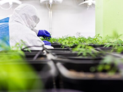 the-french-hemp-revolution:-inside-jungle-grower,-france’s-100%-legal-cbd-farm