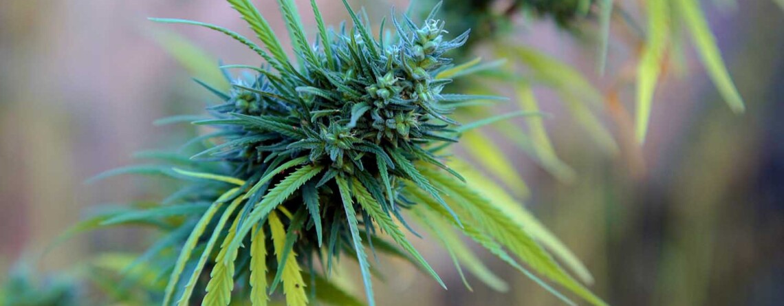lebanon-legalises-medical-cannabis-cultivation