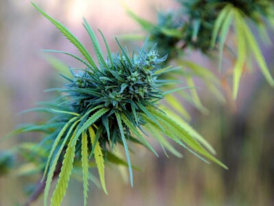 lebanon-legalises-medical-cannabis-cultivation