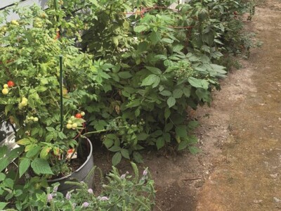 whether-it’s-cannabis-or-tomatoes,-gardening-is-a-passion-for-many-of-us