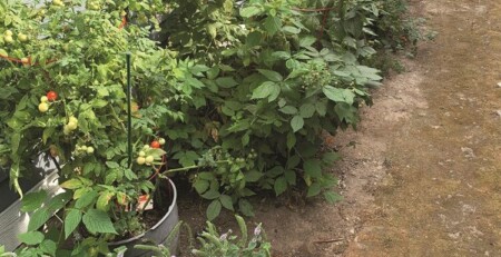 whether-it’s-cannabis-or-tomatoes,-gardening-is-a-passion-for-many-of-us