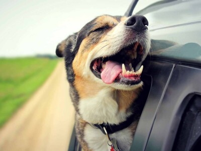 long-term-cbd-use-linked-to-reduced-aggression-in-dogs