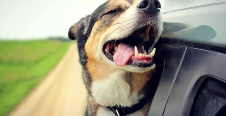 long-term-cbd-use-linked-to-reduced-aggression-in-dogs