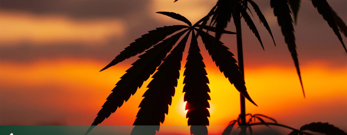 can-hemp-clean-up-the-forever-chemical-crisis?