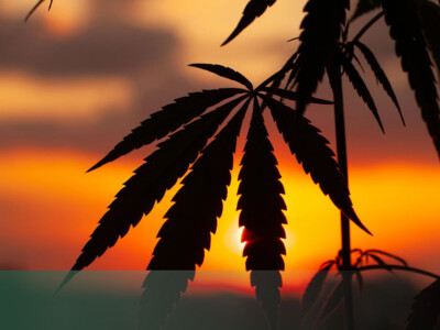 can-hemp-clean-up-the-forever-chemical-crisis?