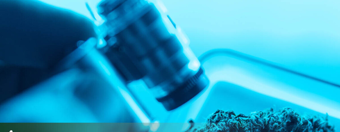 number-of-published-cannabis-studies-grows-for-fifth-consecutive-year