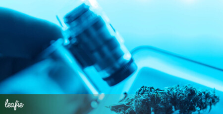 number-of-published-cannabis-studies-grows-for-fifth-consecutive-year