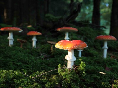 was-santa-claus-really-a-mushroom?