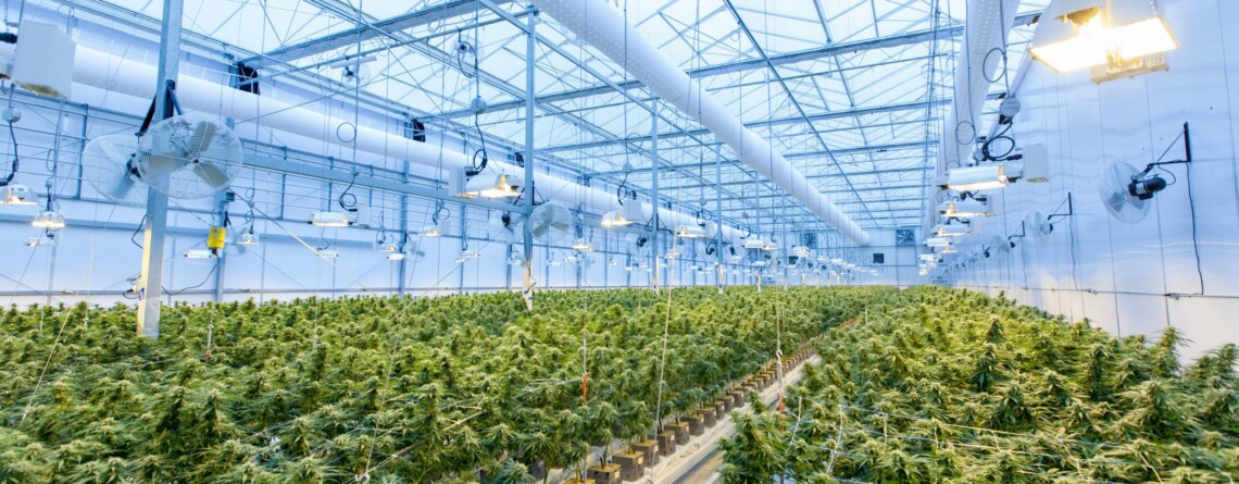 access-to-reliable-genetics-as-an-insurance-policy-for-cultivators:-how-cannagen-came-to-be