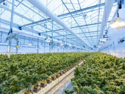access-to-reliable-genetics-as-an-insurance-policy-for-cultivators:-how-cannagen-came-to-be
