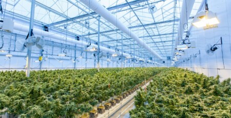 access-to-reliable-genetics-as-an-insurance-policy-for-cultivators:-how-cannagen-came-to-be