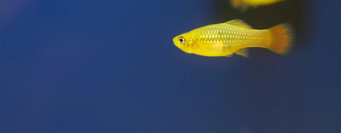 cbd-reduces-stress-in-transported-fish,-scottish-study-finds