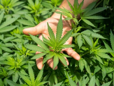 why-professionals-are-turning-to-cbd-for-productivity