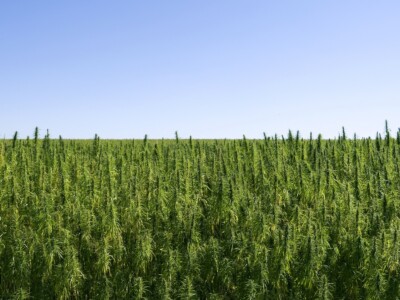 free-educational-event-on-industrial-hemp-growing-at-southern-illinois-university-carbondale-on-february-25