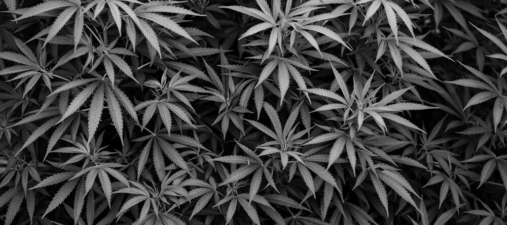 massachusetts-operator-partners-with-charity-to-support-surrounding-communities