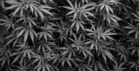 massachusetts-operator-partners-with-charity-to-support-surrounding-communities